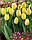 Тюльпан Yokohama тріумф цибулина (1 шт.), фото 3