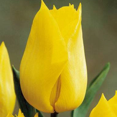 Тюльпан Yokohama тріумф цибулина (1 шт.)