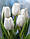 Тюльпан White Dream (тріумф) цибулина (1 шт.), фото 2