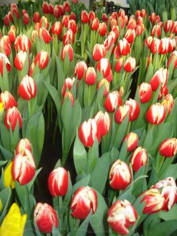 Тюльпан Roman Empire тріумф цибулина (1 шт.), ціна 19 грн — Prom.ua (ID ...