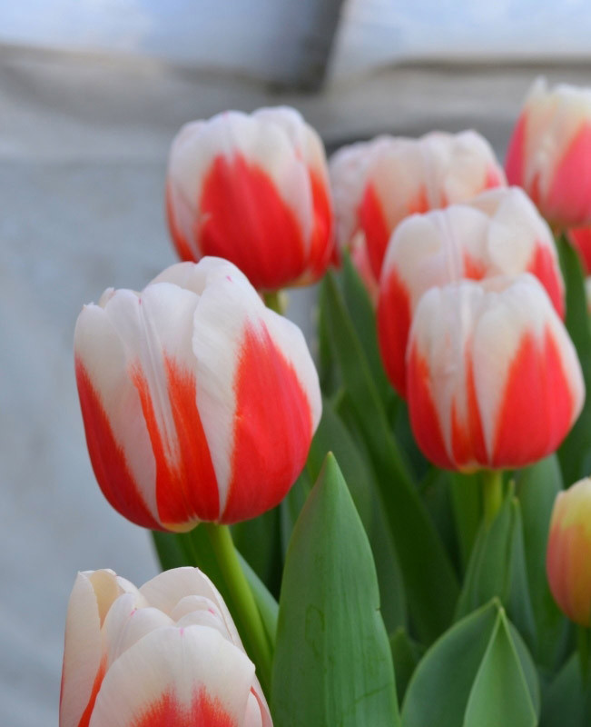 Тюльпан Roman Empire тріумф цибулина (1 шт.), ціна 19 грн — Prom.ua (ID ...