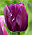 Тюльпан Negrita тріумф цибулина (1 шт.), фото 2