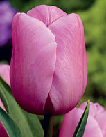 Тюльпан Holland Beauty тріумф цибулина (1 шт.)