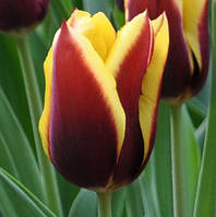 Цибулини тюльпанів Gavota (тріумф) 1 шт.