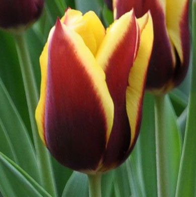 Цибулини тюльпанів Gavota (тріумф) 1 шт., фото 1