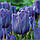 Тюльпан Blue Aimable тріумф цибулина (1 шт.), фото 3