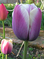 Тюльпан Atlantis тріумф цибулина (1 шт.)