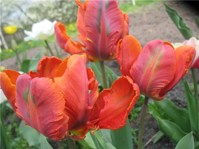 Луковицы тюльпанов Orange Favorit (попуг) 1 шт. - фото 2 - id-p43955466