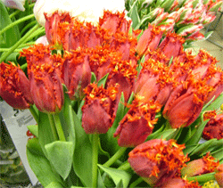 Луковицы тюльпанов Orange Favorit (попуг) 1 шт. - фото 6 - id-p43955466