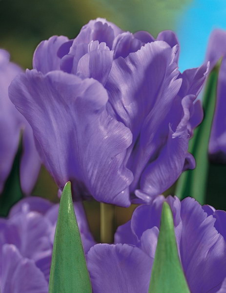 Тюльпан Blue Parrot папуговий цибулина (1 шт.)