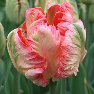 Тюльпан Apricot Parrot папуговий цибулина (1 шт.)