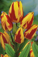 Тюльпан Colour Spectacle мультифлора цибулина (1 шт.)