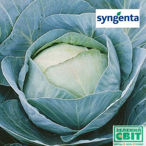 Насіння капусти Адаптор F1 (Syngenta), 2500 насіння — середньо-здобень гібрид (115-120 днів), білочане., фото 3