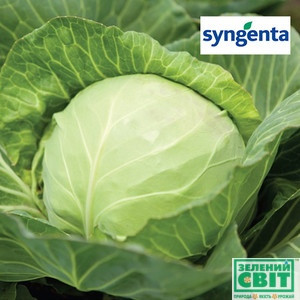 Насіння капусти Міррор F1, 2500 насіння — ультраранній гібрид (45-50 днів), білокочана, Syngenta
