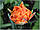 Цибулини тюльпанів Orange Princess (махров), фото 6