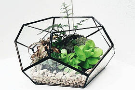 Флораріум Буря Емоцій подарунок