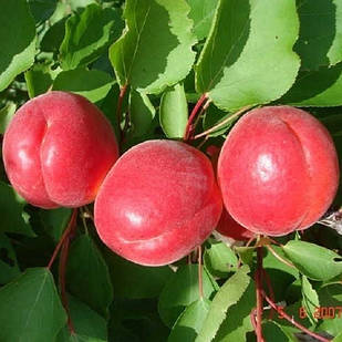 Саджанці Абрикоса Біг ред - середній, великоплідний, урожайний