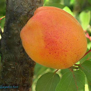 Саджанці Абрикоса Джумбо Кот - середній, великоплідний, зимостійкий