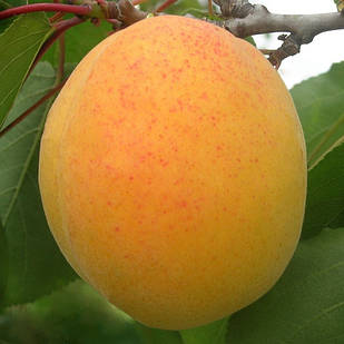 Саджанці Абрикоса Петропавлівський - середній, великоплідний, урожайний