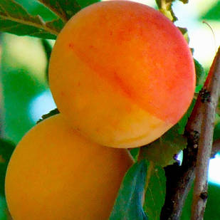 Саджанці Абрикоса Хар О Стар - середній, урожайний, зимостійкий