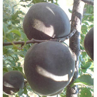 Саджанці Абрикоса Мелітопольський чорний - середній, урожайний, зимостійкий