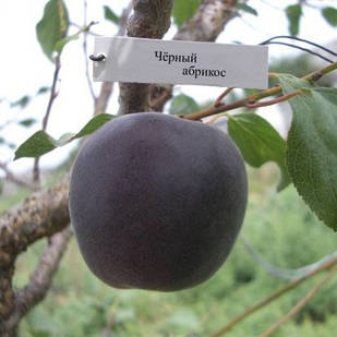 Саджанці Абрикоса Чорний Принц - середній, урожайний, невибагливий