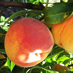 Саджанці персика сорт Редхейвен, 2 літні
