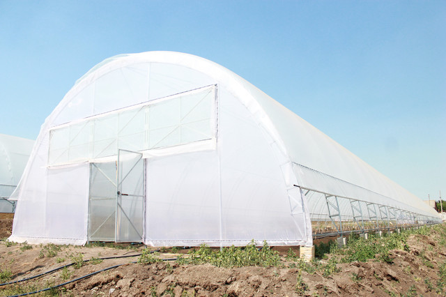 промислові теплиці під плівку для вирощування томатів