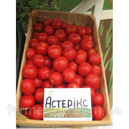 Семена томата Астерикс F1 \ Asteriks F1 25000 семян ( Драже) Syngenta