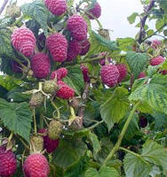 Малина "Маросейка" саджанці