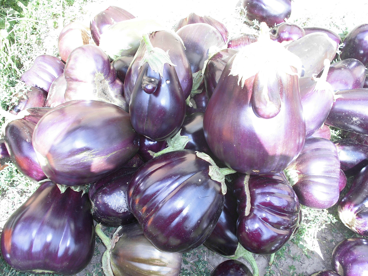 Семена баклажанов "Черный красавец": продажа, цена в Киевской области ...