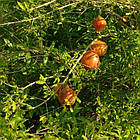 Саджанці граната Азіатський (2-х річний) - середнього терміну дозрівання, невибагливий, зимостійкий, фото 3