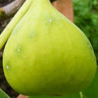 Саджанці інжиру Кримський 44 (Crimean 44) 3-х річний - середній, солодкий, урожайний, фото 3