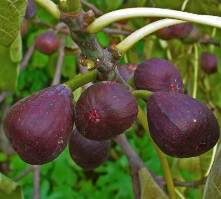 Саженцы инжира Киевский крупноплодный (large-fruited) - ремонтантный, самоплодный, крупноплодный - фото 3 - id-p610712891