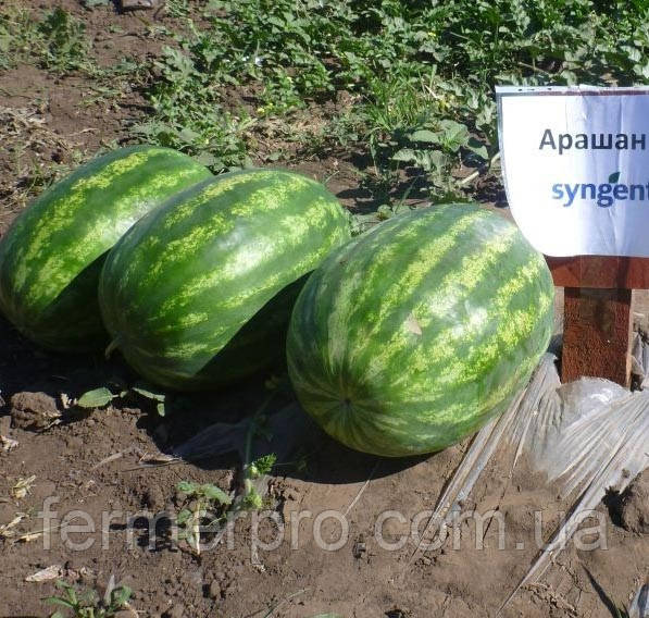 Насіння кавуна Арашан F1/ Arashan F1, 1000 насіння, Syngenta, фото 1