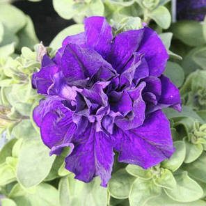 Насіння Петунія махрова великоквіткова Каскад F1 Синя 200 насінин Pan American, фото 3