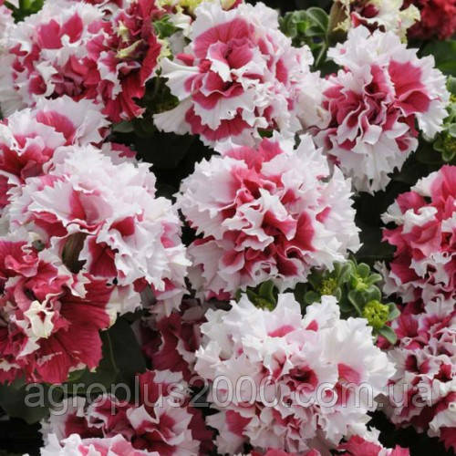 Насіння Петунія махрова великоквіткова Пірует F1 Червона Пікоті 200 насінин Pan American
