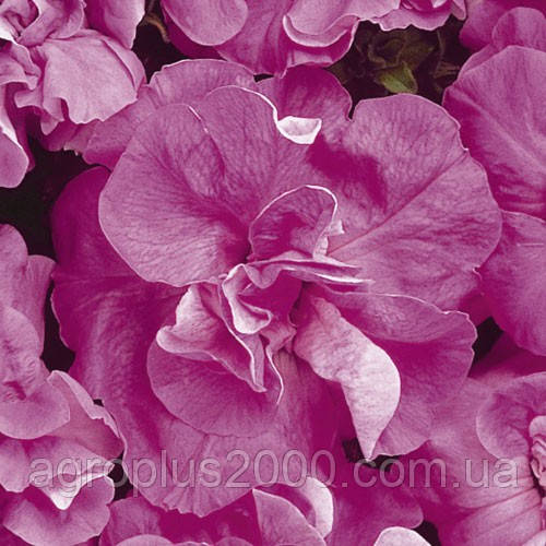 Насіння Петунія махрова мультифлора Дуо F1 Лавандова 200 насінин Pan American
