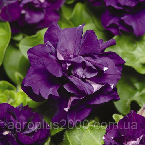 Насіння Петунія махрова мультифлора Дуо F1 Синя 200 насінин Pan American