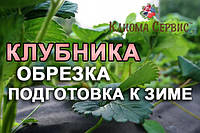 Як восени обрізати полуницю і підготувати її до зими