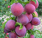 Саджанці Сливи Анжеліно - диплоїдний пізній сорт, великоплідний, морозостійкий, фото 3