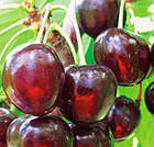 Саджанці Вишні Ерді Бетермо - середнього терміну, урожайна, морозостійка, фото 3