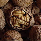 Саджанці Волоського горіха Козаку (2 річний) - середнього терміну, великоплідний, промисловий, фото 2