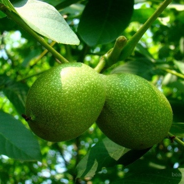 Саджанці Волоського горіха Буковинський - 1 - (1 річний) - середньостиглий, великоплідний, урожайний