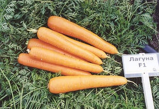 Морква Лагуна F1 100 000 насінин (1,8 - 2,0 мм)