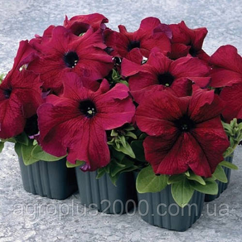 Насіння Петунія великоквіткова Суперкаскад F1 Бургунді 1000 насінин Pan American