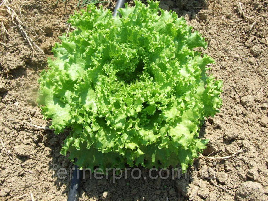 Насіння салату Фанлі/Funly 5000 насіння, Syngenta, фото 1
