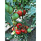 Насіння томата Гравітет F1/ Gravitet F1 500 насіння Syngenta, фото 4