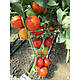 Насіння томату Гравітет F1 \ Gravitet F1 500 насінин Syngenta, фото 5