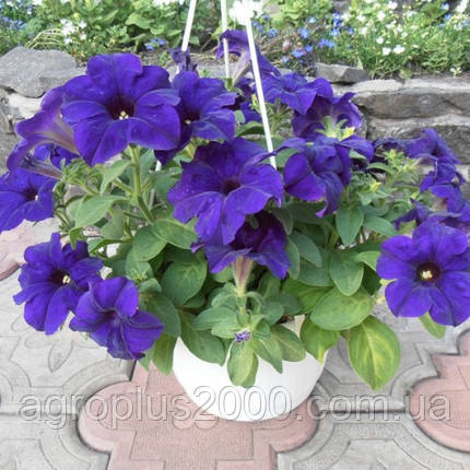 Насіння Петунія крупноквіткова Суперкаскад F1 Синя, 50 насінин Pan American, фото 1
